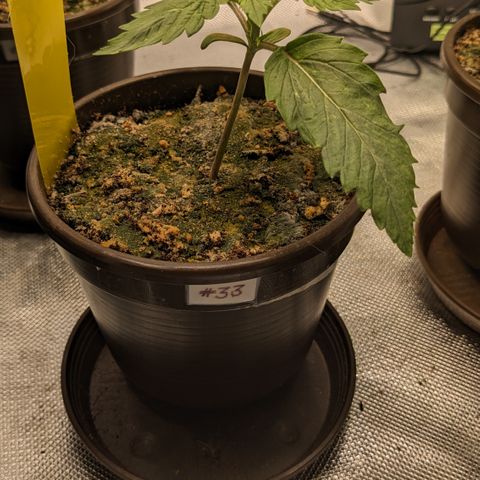 #33 Purple Skunk growlog timeline photo