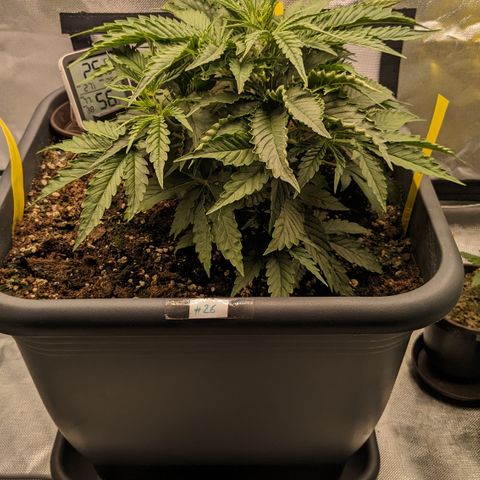 #26 Double Kush Cake growlog timeline photo