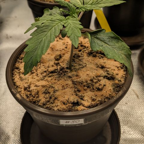 #30 Afghani #1 growlog timeline photo