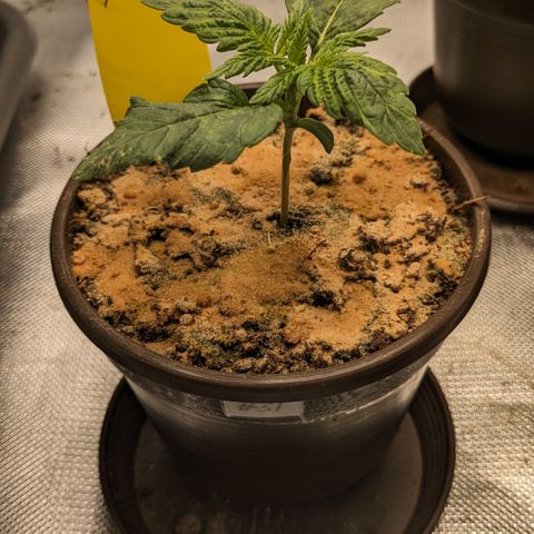 #31 White Widow growlog timeline photo