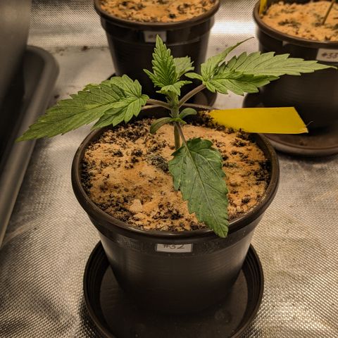 #32 Purple Skunk growlog timeline photo