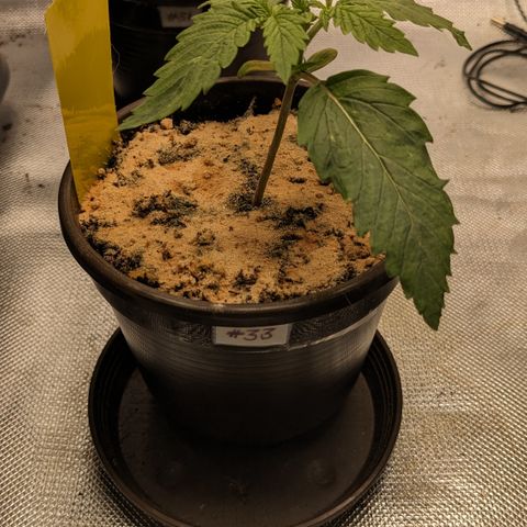 #33 Purple Skunk growlog timeline photo