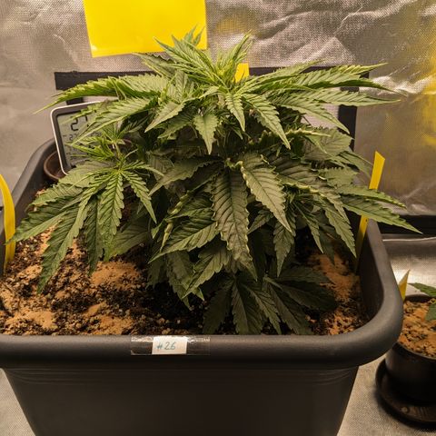 #26 Double Kush Cake growlog timeline photo