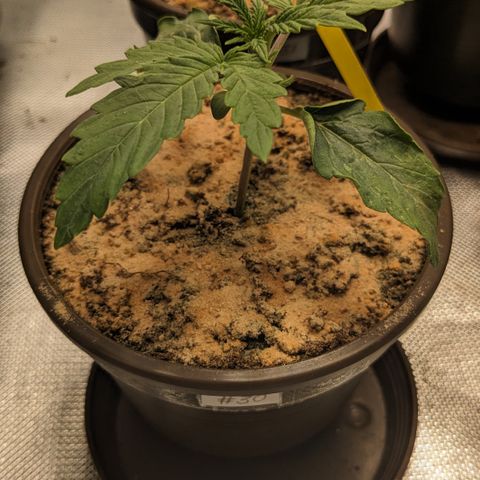 #30 Afghani #1 growlog timeline photo