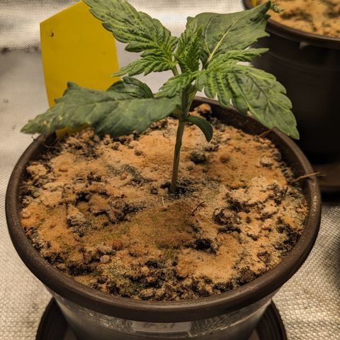 #31 White Widow growlog timeline photo