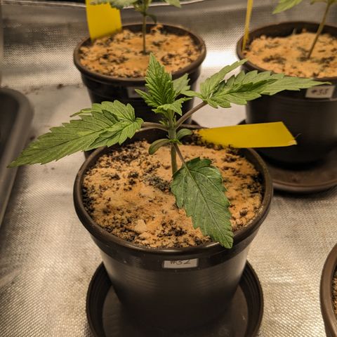 #32 Purple Skunk growlog timeline photo