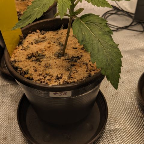 #33 Purple Skunk growlog timeline photo
