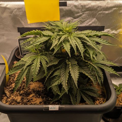 #26 Double Kush Cake growlog timeline photo