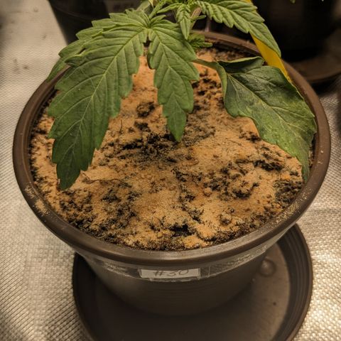 #30 Afghani #1 growlog timeline photo