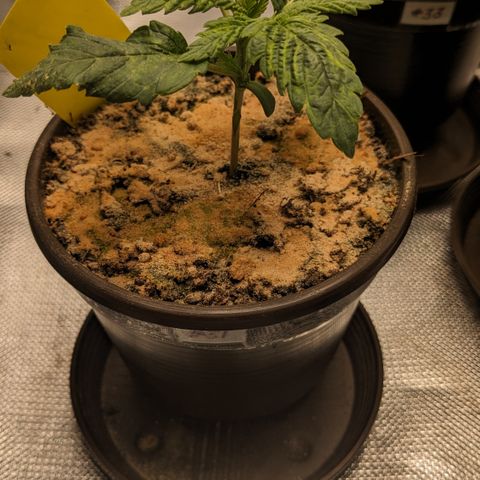 #31 White Widow growlog timeline photo