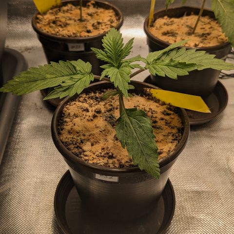 #32 Purple Skunk growlog timeline photo