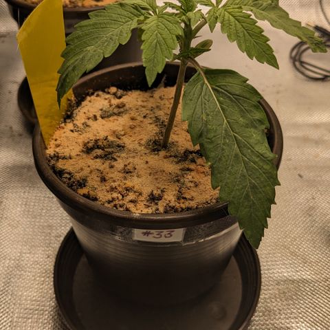 #33 Purple Skunk growlog timeline photo