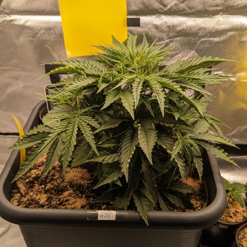 #26 Double Kush Cake growlog timeline photo