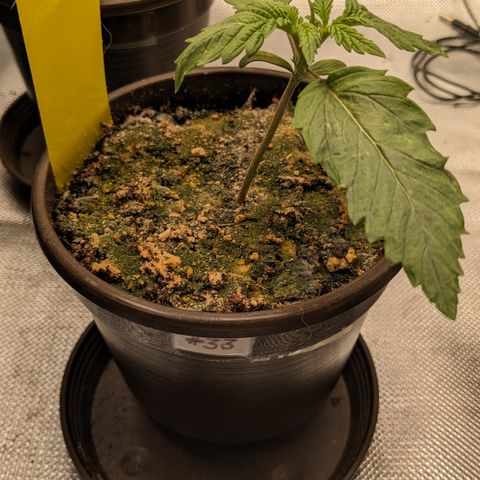 #33 Purple Skunk growlog timeline photo