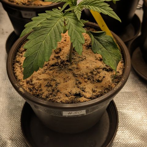 #30 Afghani #1 growlog timeline photo