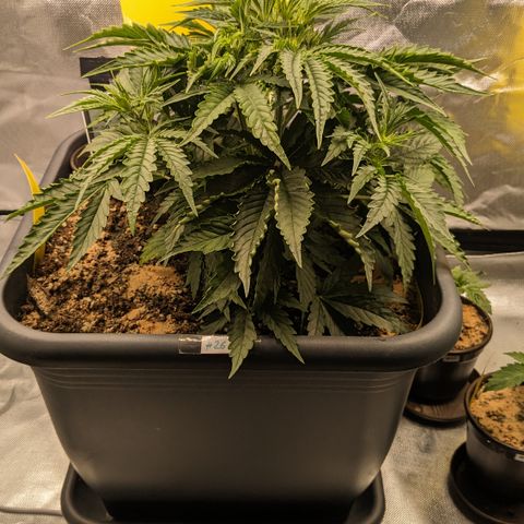#26 Double Kush Cake growlog timeline photo