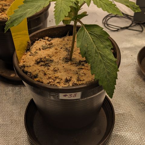 #33 Purple Skunk growlog timeline photo