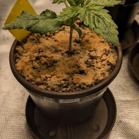 #31 White Widow growlog timeline photo