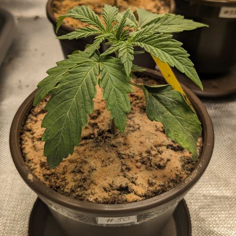 #30 Afghani #1 growlog timeline photo