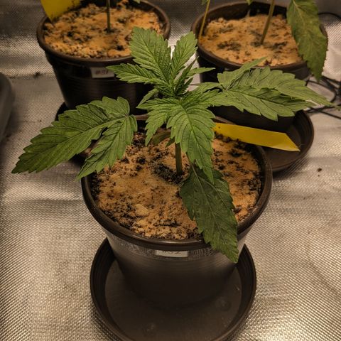 #32 Purple Skunk growlog timeline photo