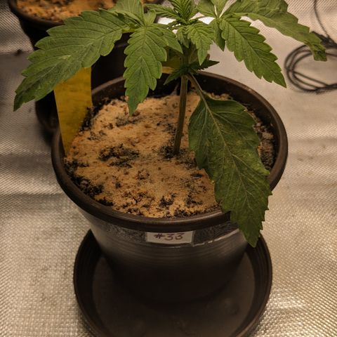 #33 Purple Skunk growlog timeline photo