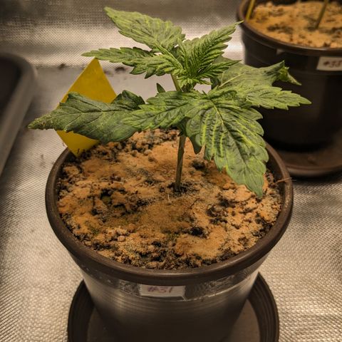 #31 White Widow growlog timeline photo