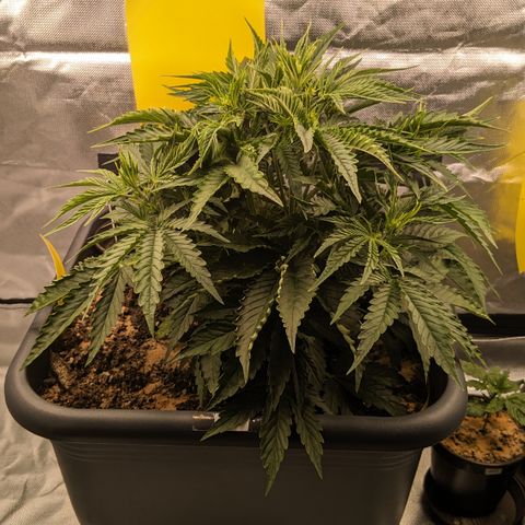 #26 Double Kush Cake growlog timeline photo