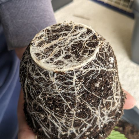 #30 Afghani #1 growlog timeline photo