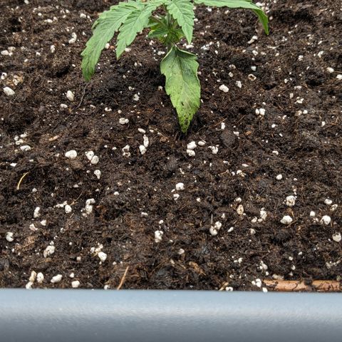 #30 Afghani #1 growlog timeline photo