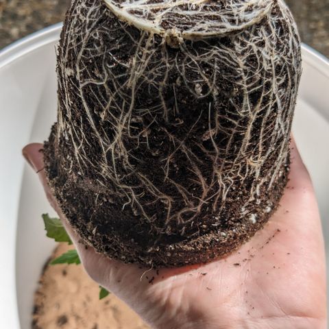#30 Afghani #1 growlog timeline photo