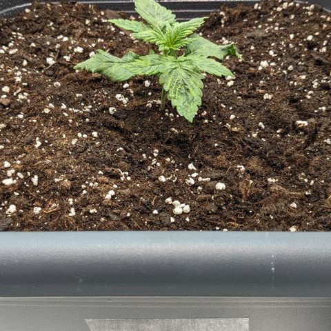#31 White Widow growlog timeline photo