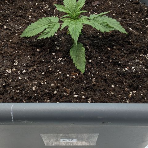 #32 Purple Skunk growlog timeline photo