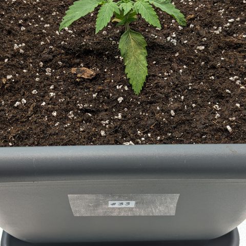 #33 Purple Skunk growlog timeline photo