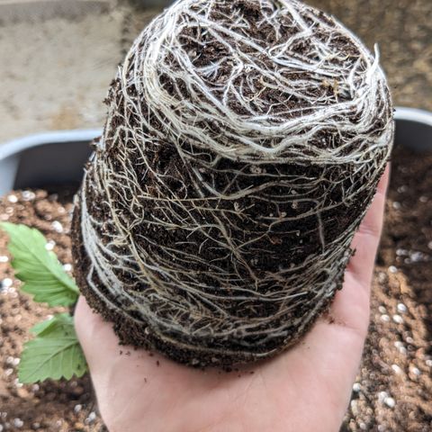 #33 Purple Skunk growlog timeline photo