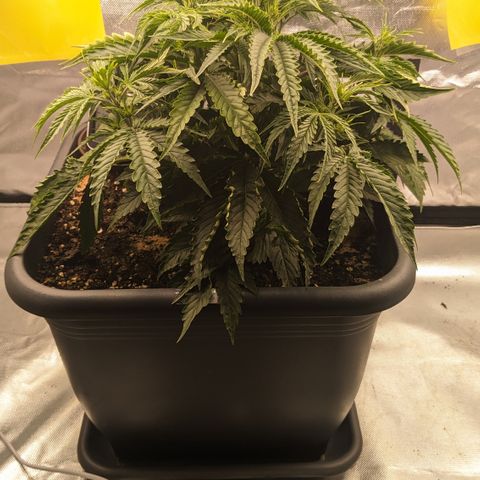 #26 Double Kush Cake growlog timeline photo