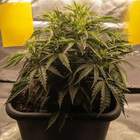 #26 Double Kush Cake growlog timeline photo