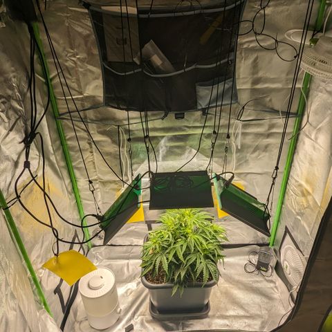 #26 Double Kush Cake growlog timeline photo