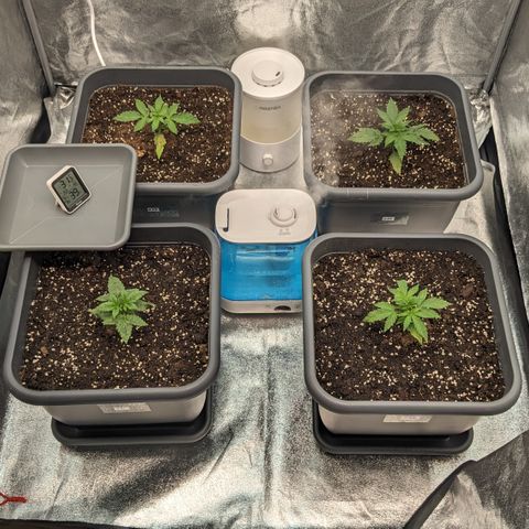 #33 Purple Skunk growlog timeline photo