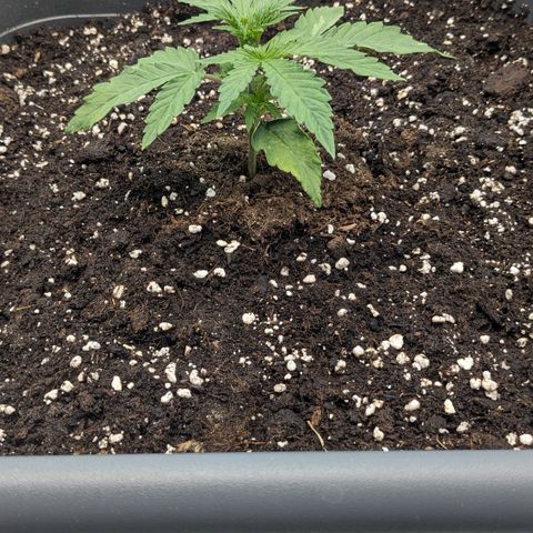 #30 Afghani #1 growlog timeline photo