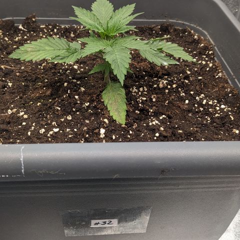 #32 Purple Skunk growlog timeline photo