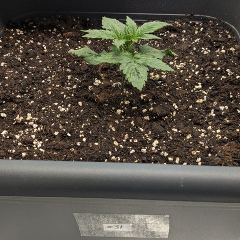 #31 White Widow growlog timeline photo
