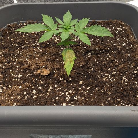 #33 Purple Skunk growlog timeline photo