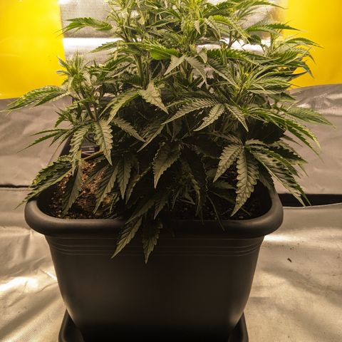 #26 Double Kush Cake growlog timeline photo