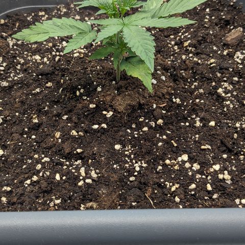 #30 Afghani #1 growlog timeline photo