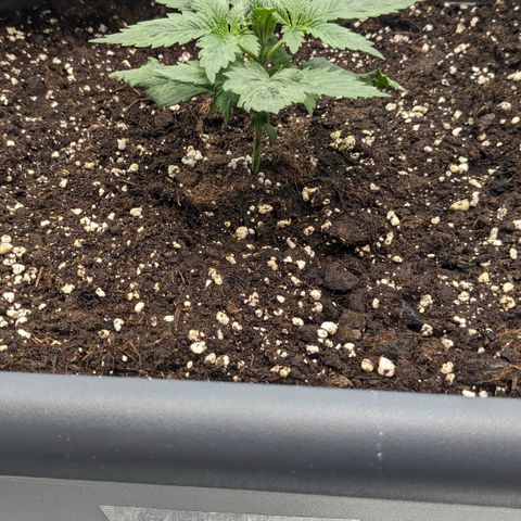 #31 White Widow growlog timeline photo