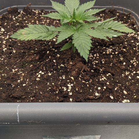 #32 Purple Skunk growlog timeline photo