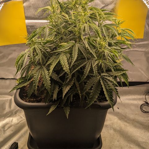 #26 Double Kush Cake growlog timeline photo