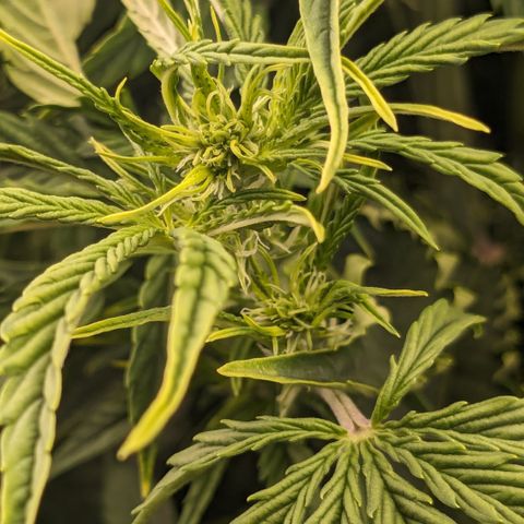 #26 Double Kush Cake growlog timeline photo