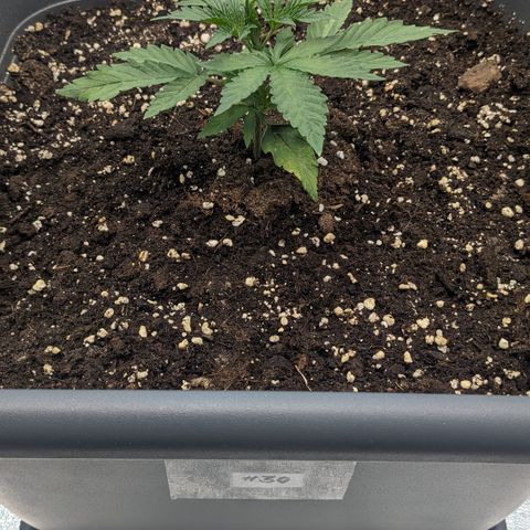 #30 Afghani #1 growlog timeline photo