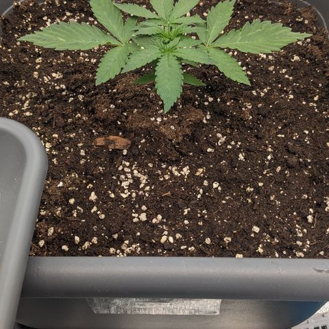 #33 Purple Skunk growlog timeline photo